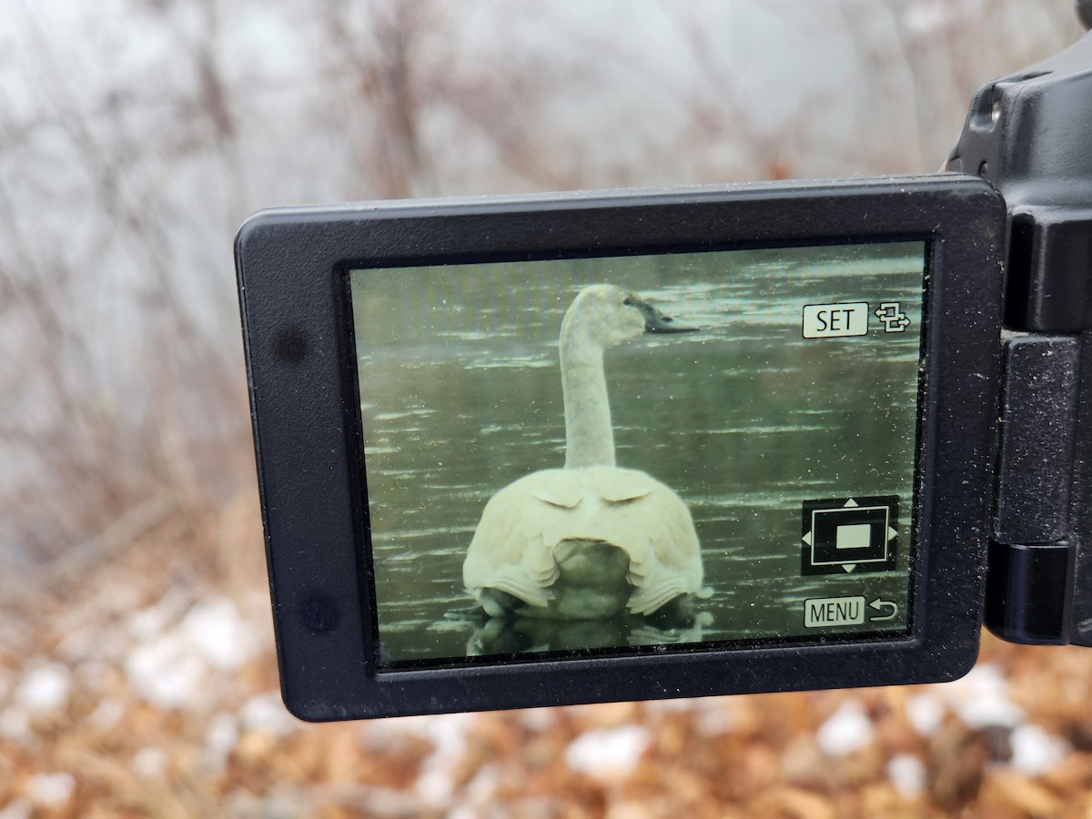 The Arcade Collector’s Checklist: From Cabinets to Joysticks