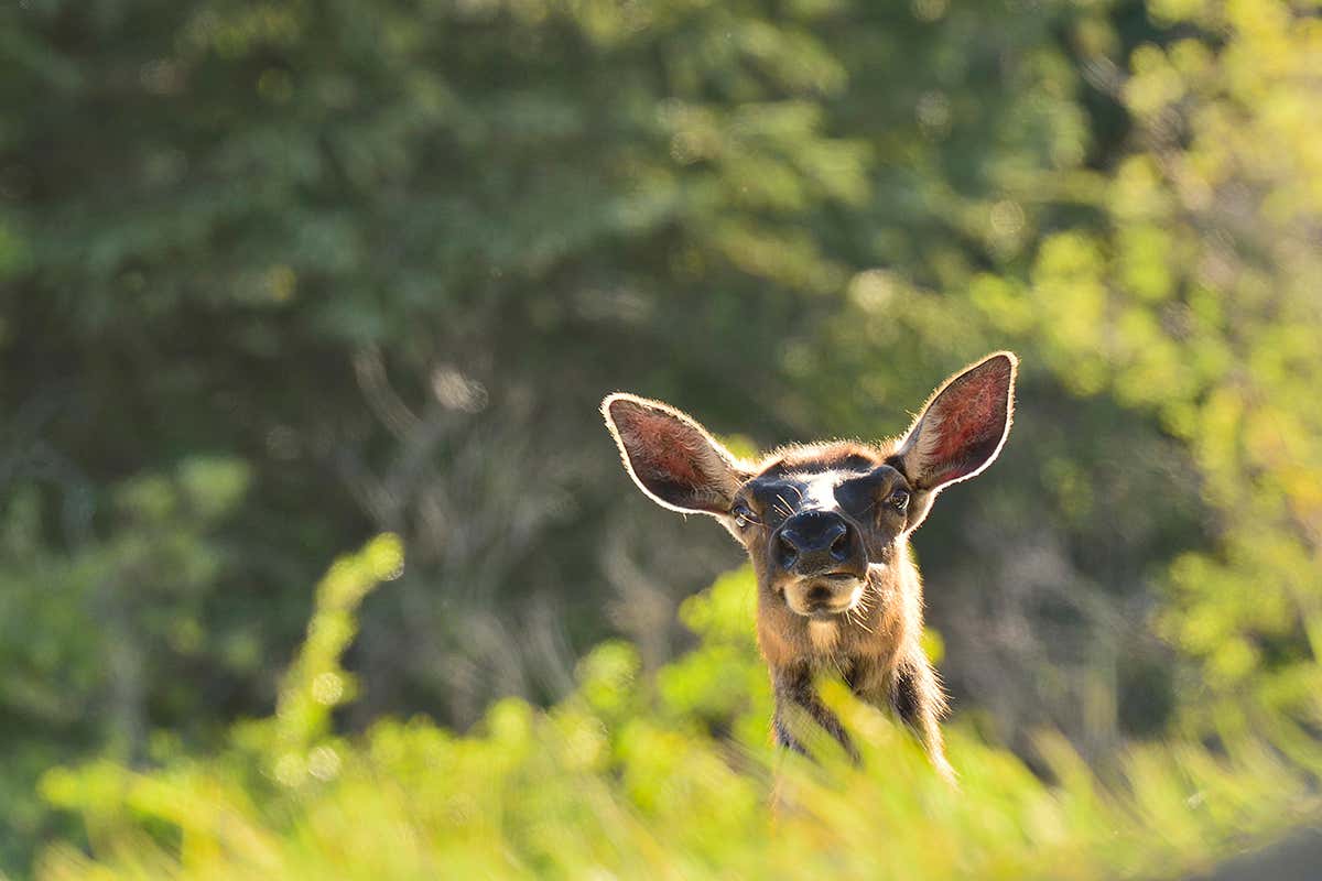 AI Opponents: When Arcades Learn to Outsmart You
